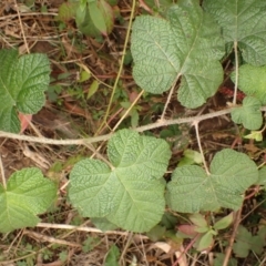 Rubus moluccanus (Molucca Bramble) at Pointer Mountain, NSW - 29 Aug 2023 by plants