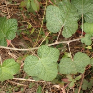 Rubus moluccanus at Pointer Mountain, NSW - 29 Aug 2023 01:35 PM