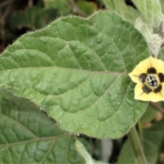 Physalis peruviana (Cape Gooseberry) at McDonald State Forest - 29 Aug 2023 by plants