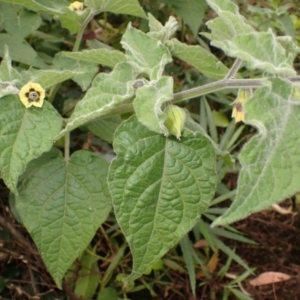 Physalis peruviana at Pointer Mountain, NSW - 29 Aug 2023