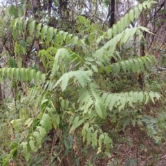 Polyscias murrayi (Pencil Cedar) at Pointer Mountain, NSW - 29 Aug 2023 by plants