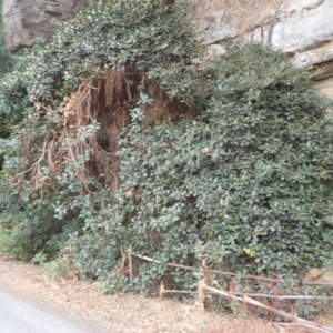 Ficus rubiginosa at Pointer Mountain, NSW - 29 Aug 2023