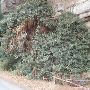 Ficus rubiginosa at Pointer Mountain, NSW - 29 Aug 2023 01:40 PM