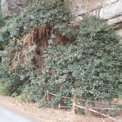 Ficus rubiginosa (Port Jackson or Rusty Fig) at McDonald State Forest - 29 Aug 2023 by plants