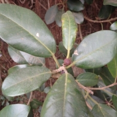 Ficus rubiginosa at Pointer Mountain, NSW - 29 Aug 2023