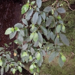 Fieldia australis at Pointer Mountain, NSW - 29 Aug 2023 by plants