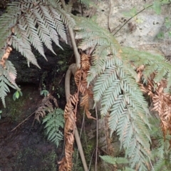 Todea barbara (King Fern) at Pointer Mountain, NSW - 29 Aug 2023 by plants