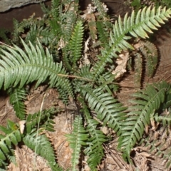 Blechnum neohollandicum (Prickly Rasp Fern) at Pointer Mountain, NSW - 29 Aug 2023 by plants