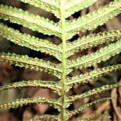 Blechnum neohollandicum at Pointer Mountain, NSW - 29 Aug 2023