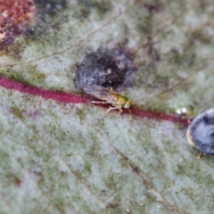 Chalcidoidea (superfamily) (A gall wasp or Chalcid wasp) at Gungahlin, ACT - 27 Aug 2023 by KorinneM