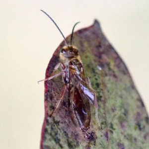 Thynninae (subfamily) at Gungahlin, ACT - 27 Aug 2023