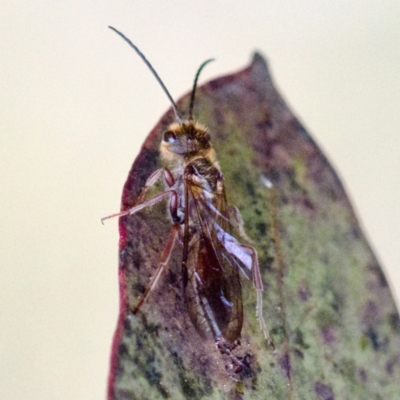 Thynninae (subfamily) (Smooth flower wasp) at Gungahlin, ACT - 27 Aug 2023 by KorinneM