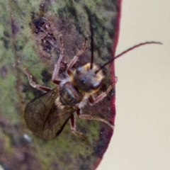 Thynninae (subfamily) at Gungahlin, ACT - 27 Aug 2023