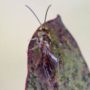 Thynninae (subfamily) at Gungahlin, ACT - 27 Aug 2023