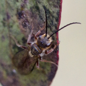 Thynninae (subfamily) at Gungahlin, ACT - 27 Aug 2023