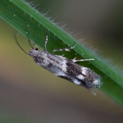 Elachista velox (A Gelechioid moth (Elachistidae)) at Gungahlin, ACT - 27 Aug 2023 by KorinneM