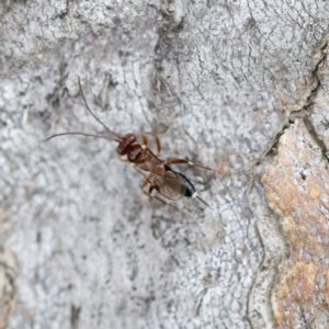 Chalcidoidea (superfamily) at Forde, ACT - 27 Aug 2023