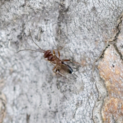 Chalcidoidea (superfamily) (A gall wasp or Chalcid wasp) at Mulligans Flat - 27 Aug 2023 by KorinneM