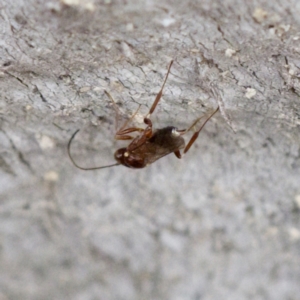 Chalcidoidea (superfamily) at Forde, ACT - 27 Aug 2023