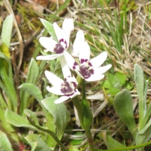 Wurmbea dioica subsp. dioica at Hall, ACT - 29 Aug 2023 05:31 PM