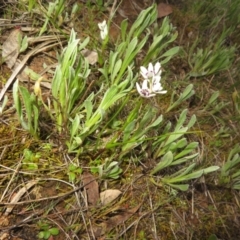 Wurmbea dioica subsp. dioica at Hall, ACT - 29 Aug 2023