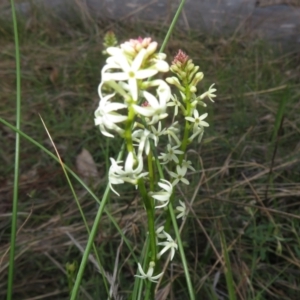 Stackhousia monogyna at Hall, ACT - 29 Aug 2023 04:48 PM