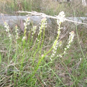 Stackhousia monogyna at Hall, ACT - 29 Aug 2023