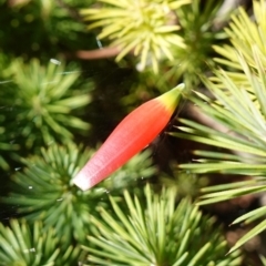 Astroloma pinifolium (Pine Heath) at Jervis Bay, JBT - 10 Jun 2023 by RobG1