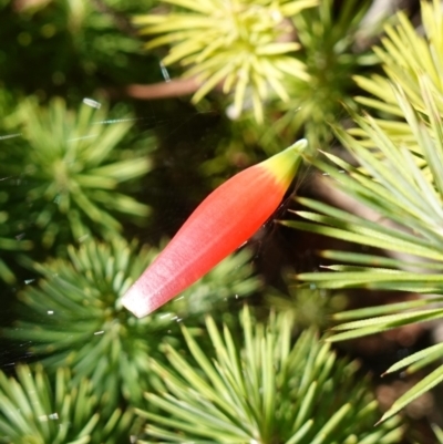 Astroloma pinifolium (Pine Heath) at Jervis Bay, JBT - 10 Jun 2023 by RobG1
