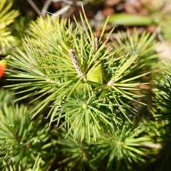 Astroloma pinifolium at Jervis Bay, JBT - 10 Jun 2023