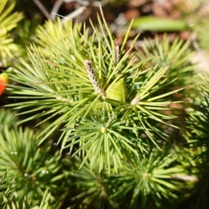 Astroloma pinifolium at Jervis Bay, JBT - 10 Jun 2023