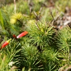 Astroloma pinifolium at Jervis Bay, JBT - 10 Jun 2023