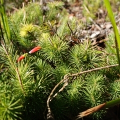 Astroloma pinifolium at Jervis Bay, JBT - 10 Jun 2023