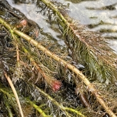 Myriophyllum variifolium (Varied Water-milfoil) at QPRC LGA - 30 Aug 2023 by JaneR