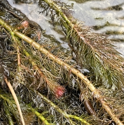 Myriophyllum variifolium (Varied Water-milfoil) at QPRC LGA - 30 Aug 2023 by JaneR