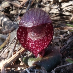 Corybas undulatus at Jervis Bay, JBT - suppressed