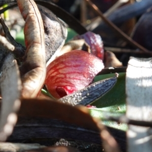 Corybas undulatus at Jervis Bay, JBT - suppressed