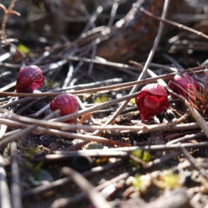 Corybas undulatus at Jervis Bay, JBT - suppressed