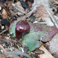 Corybas undulatus at Jervis Bay, JBT - suppressed