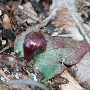 Corybas undulatus at Jervis Bay, JBT - suppressed