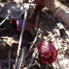 Corybas undulatus at Jervis Bay, JBT - suppressed