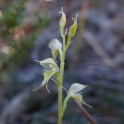 Acianthus fornicatus (Pixie-caps) at Booderee National Park - 10 Jun 2023 by RobG1