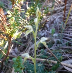 Acianthus fornicatus at Jervis Bay, JBT - suppressed