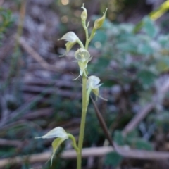 Acianthus fornicatus at Jervis Bay, JBT - suppressed