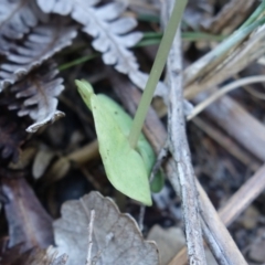 Acianthus fornicatus at Jervis Bay, JBT - suppressed