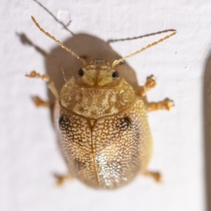 Paropsis atomaria at Chapman, ACT - 26 Aug 2023 10:25 AM