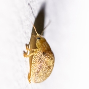 Paropsis atomaria at Chapman, ACT - 26 Aug 2023 10:25 AM