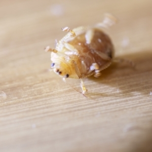 Paropsis atomaria at Chapman, ACT - 26 Aug 2023