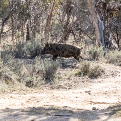 Sus scrofa (Feral Pig) at Rendezvous Creek, ACT - 23 Aug 2023 by SWishart