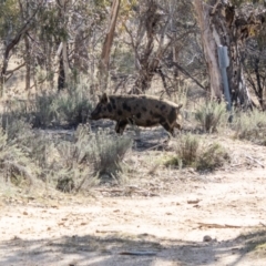 Sus scrofa (Pig (feral)) at Rendezvous Creek, ACT - 23 Aug 2023 by SWishart